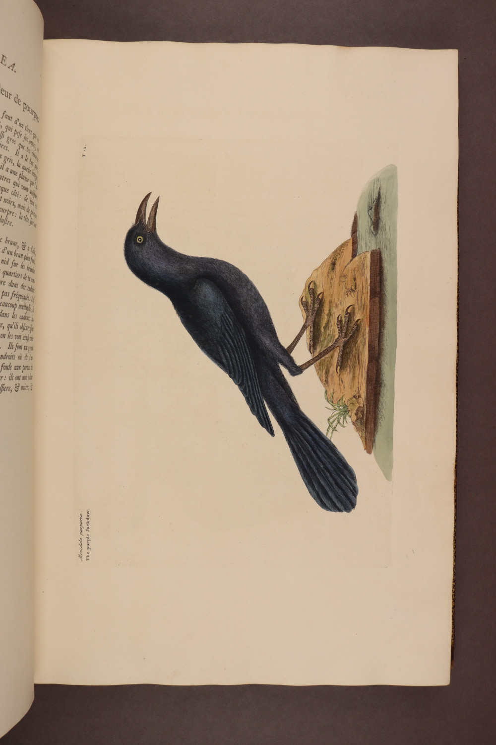 Plate 12
